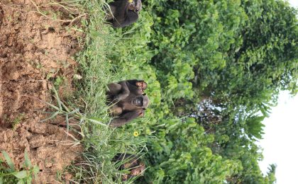 300+ Tours & Activities in Cameroon