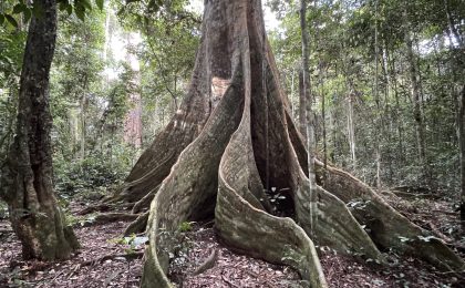 300+ Tours & Activities in Cameroon