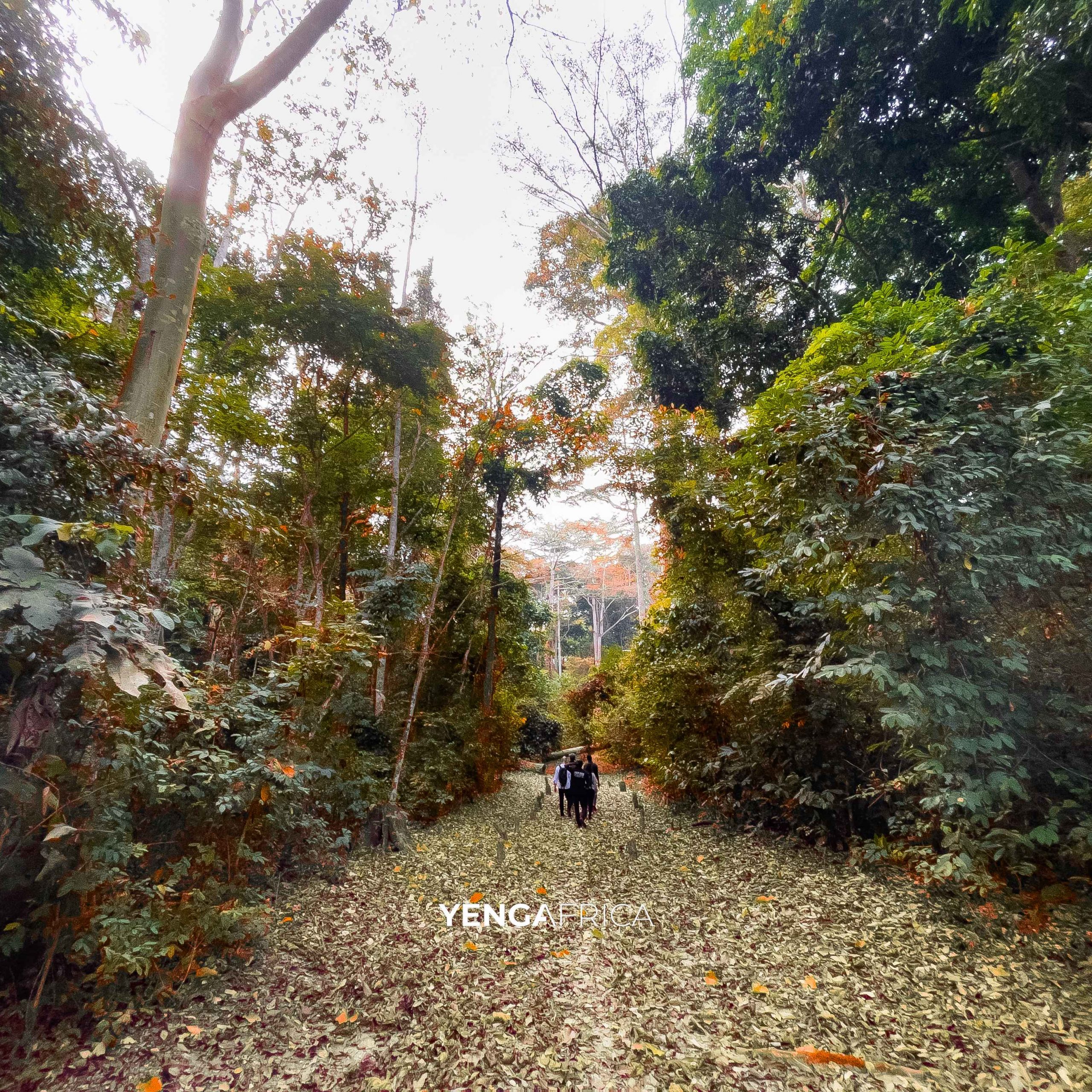 Hike in the equatorial forest mbalmayo
