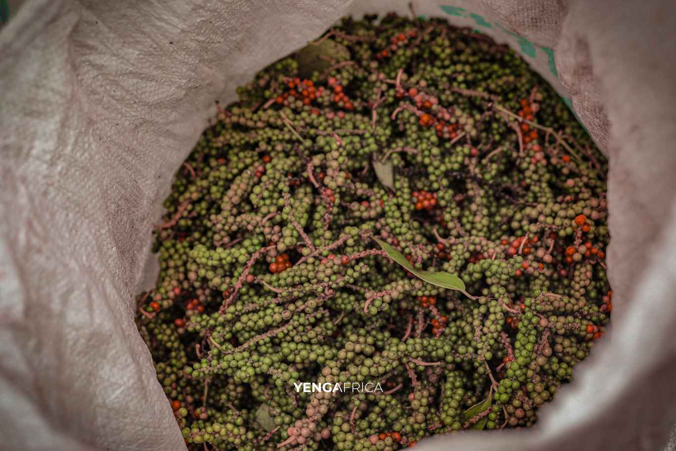 Visit of the penja pepper plantation
