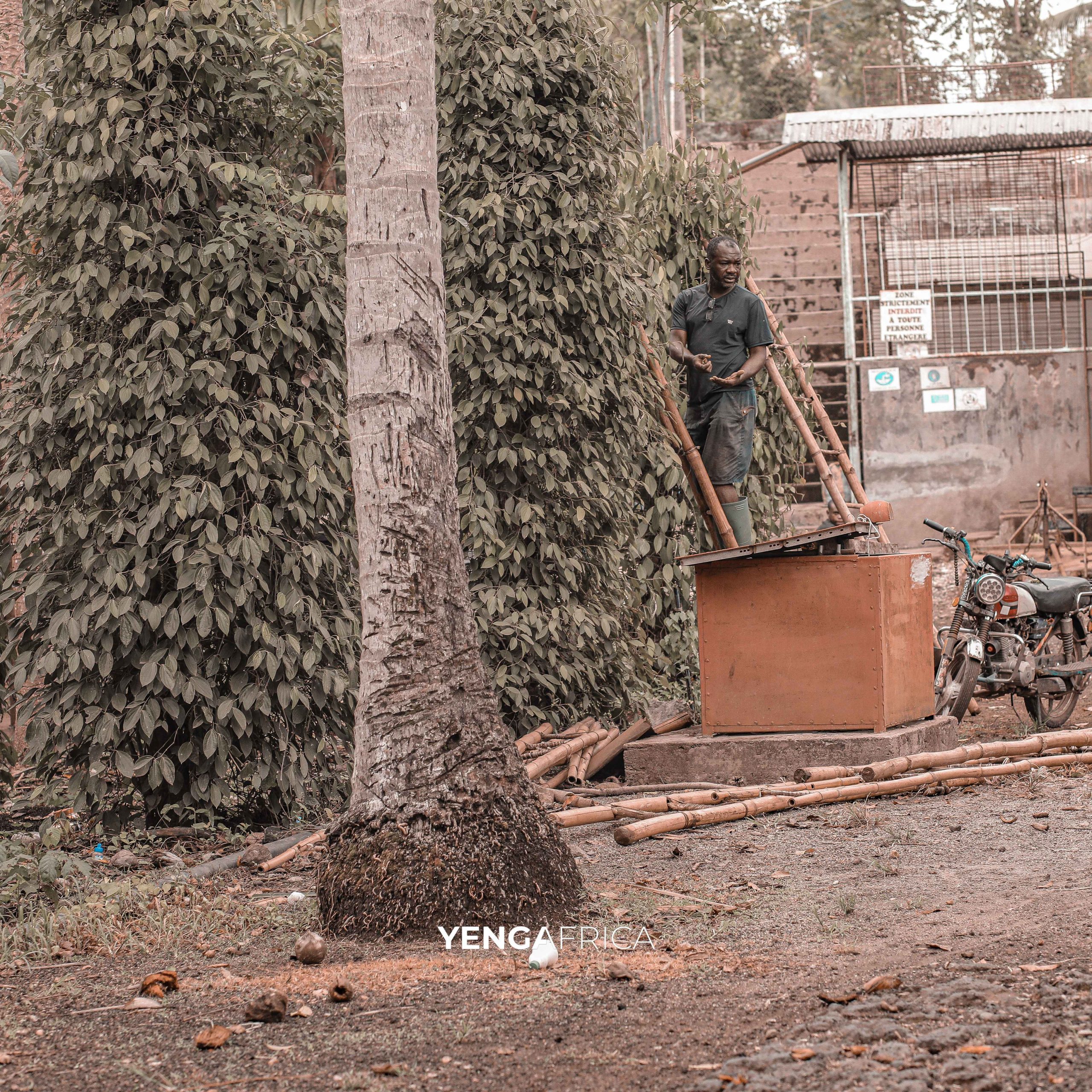 Visit of the penja pepper plantation
