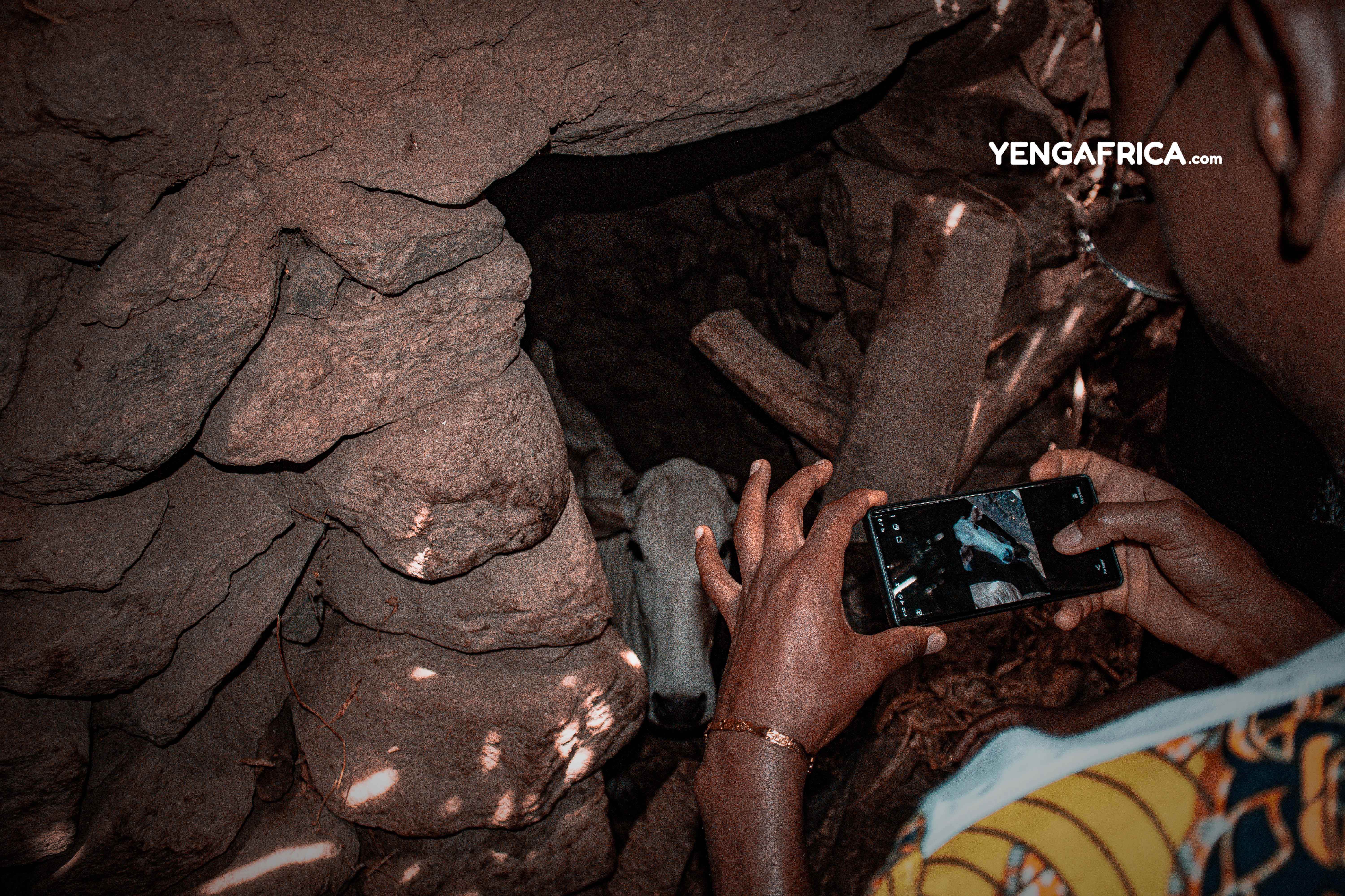 Tourist taking a photo of the sacred cow in Oudjila after approval from the guide. 